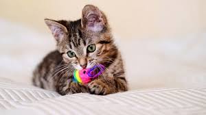 Pet Toys