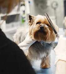 Pet Grooming & Hygiene