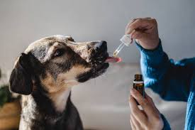 Pet Health & Care